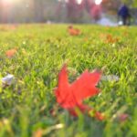Gardening jobs to do in November