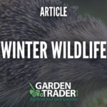 Winter Wildlife