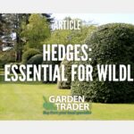 Hedges: an essential for wildlife