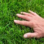 5 Tips for Keeping Your Lawn Looking Great All Year Round