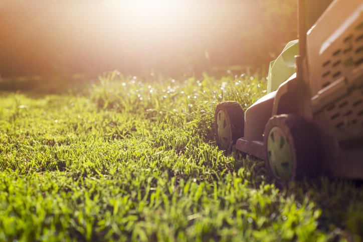image of a lawnmower cutting stripes in a lawn in early sun.