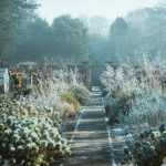 Top Tips for the Winter Garden