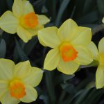 10 Ways to Prepare Your Garden for Spring 